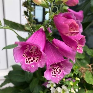 Meet your Posher, Julia